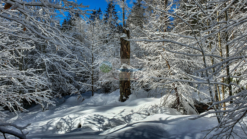Platte Winter | Impressionen rund um Hochfranken - Frankenwald - Fichtelgebirge - Realisiert mit Pictrs.com