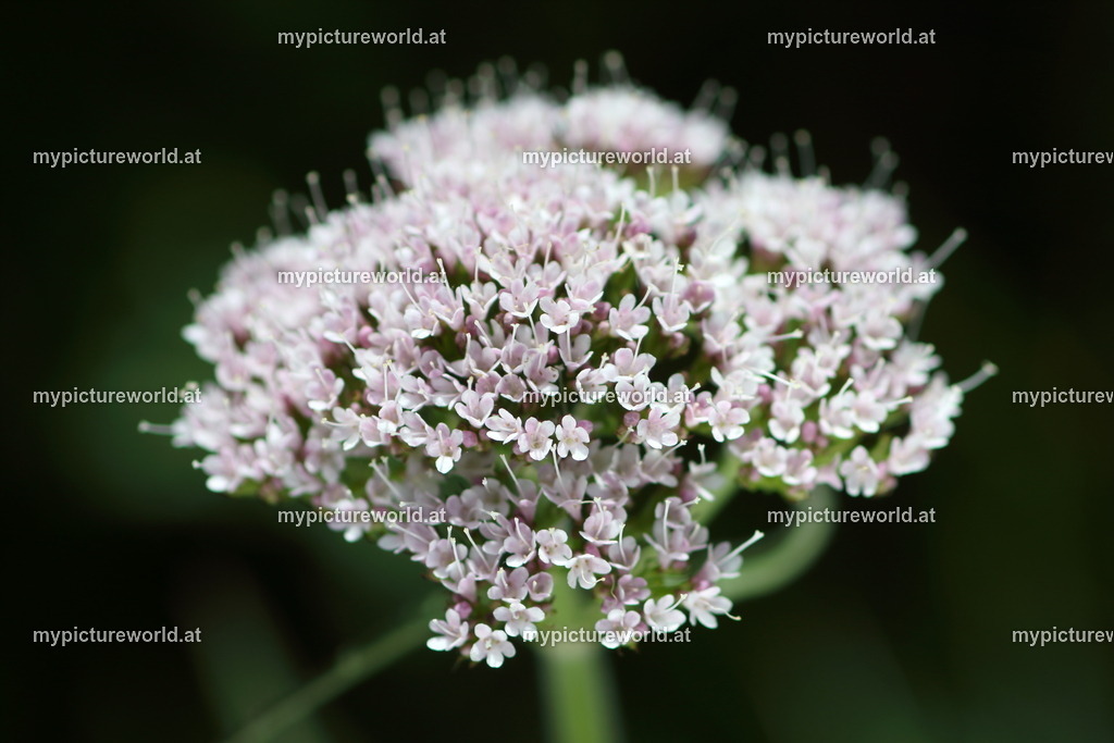 Berg-Baldrian-001 | Das Bilderarchiv über Tiere, Planzen und Landschaften. In der Bilddatenbank finden Sie ein große Auswahl an hochwertigen Bilder für Ihre Werbung - Realisiert mit Pictrs.com