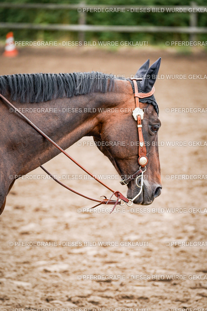 DSC03207 | Pferdegrafie