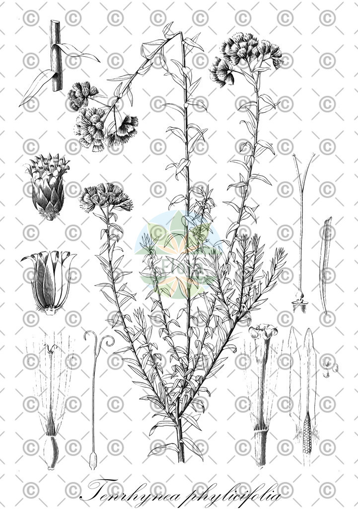 HistAbb_wfo-0000184029_2_ENZY_Simple | Historische Abbildung von Tenrhynea phylicifolia - Asteraceae | Historical Illustration of Tenrhynea phylicifolia - Asteraceae