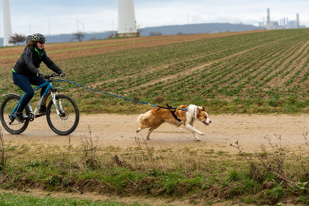 allesWIRTHgut Tierfotografie - A7405067 | Professionelle Tierfotografie in Mönchengladbach von Daniel Wirth (allesWIRTHgut). Liebevolle & natürliche Bilder von Hunden & Katzen für unvergessliche Erinnerungen.