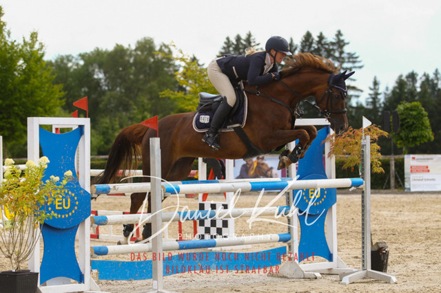 DKP43772 | Turniersportfotografie; Pferdefotografie; Dressurfotografie