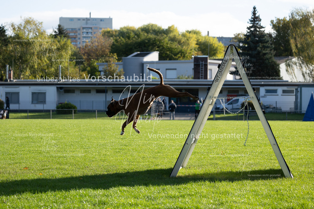 _16A4812 | Einzigartige Fotos von Hunden & Menschen –Actionfotos, Portraits, Vereinsaufnahmen & Paarshootings – authentisch, lebendig & mit Herz.