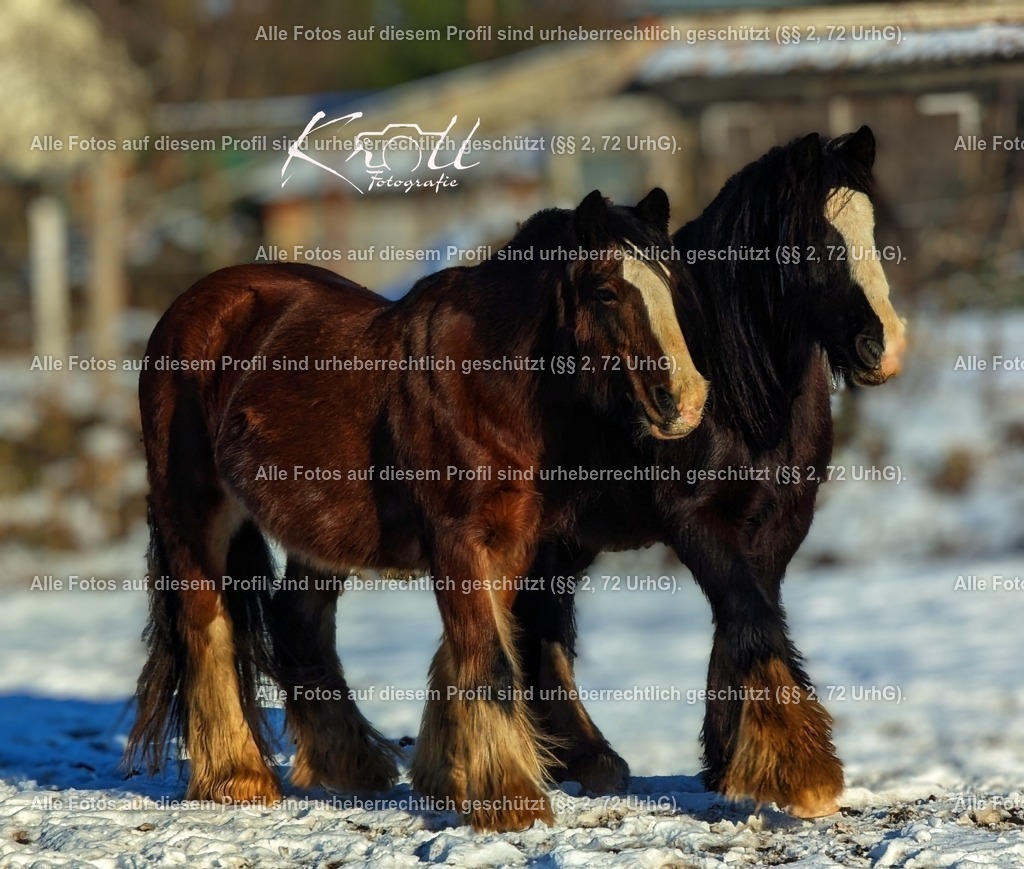 Photo_1705772432912 | krollfotografie - Realisiert mit Pictrs.com