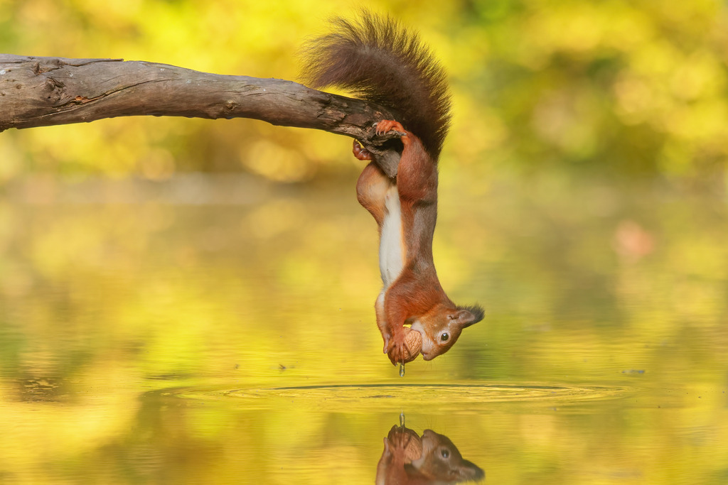 Wandbild - Eichhörnchen kopfüber zum Erfolg  | Dieses außergewöhnliche Bild zeigt ein Eichhörnchen, das kopfüber an einem Ast hängt und dabei eine Walnuss festhält. Das Tier balanciert geschickt mit seinen kräftigen Hinterbeinen und Schwanz, während es den Kopf zum Wasser hinabsenkt, um einen Schluck zu nehmen. Die Reflexion im stillen Wasser verstärkt die Dramatik der Szene und schafft eine harmonische Symmetrie. Der goldene Hintergrund aus unscharfem Laub unterstreicht die Herbstatmosphäre und verleiht dem Bild eine warme, gemütliche Stimmung.