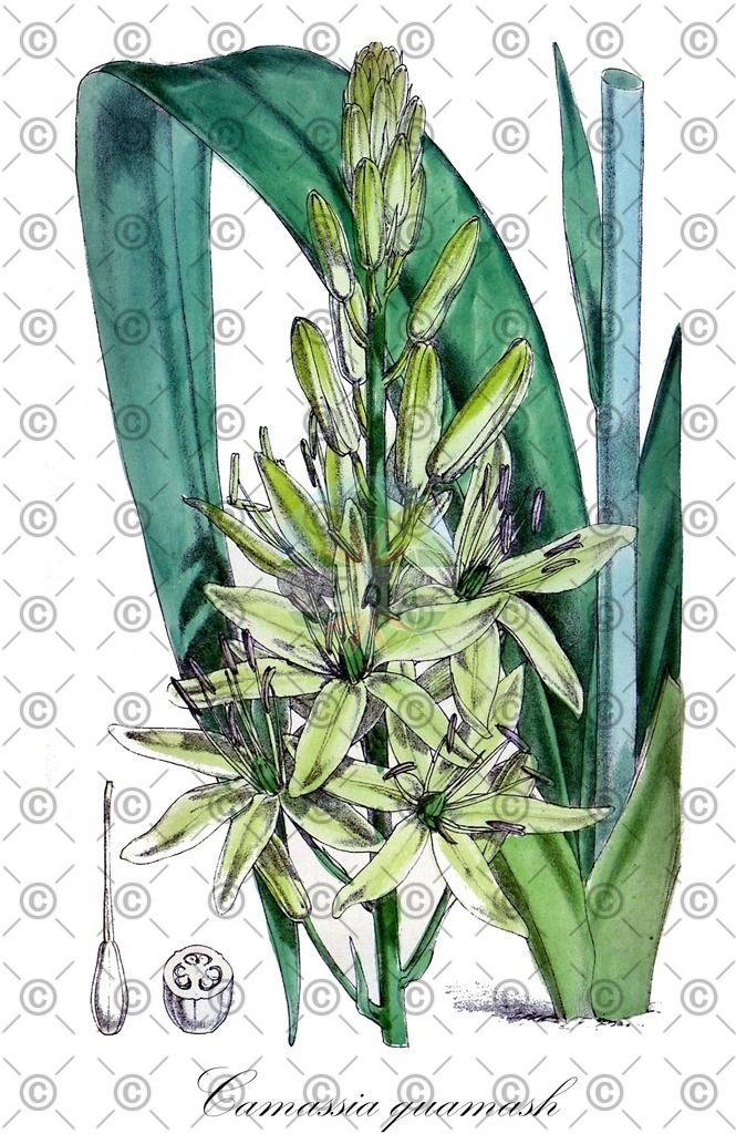 HistAbb_wfo-0001079074_1_ENZY_Simple | Historische Abbildung von Camassia quamash - Asparagaceae | Historical Illustration of Camassia quamash - Asparagaceae