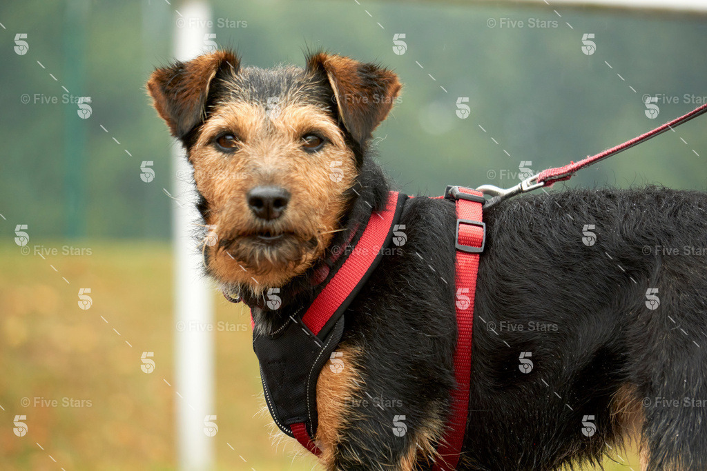 DSC00523_mitLogo1 | Five Stars Fotografie und Videografie fängt Ihre besonderen Momente mit atemberaubenden Bildern und hochwertigen Videos ein. Perfekt für Hochzeiten, Events und mehr – lassen Sie sich von unserer Expertise und Kreativität begeistern. - Realisiert mit Pictrs.com