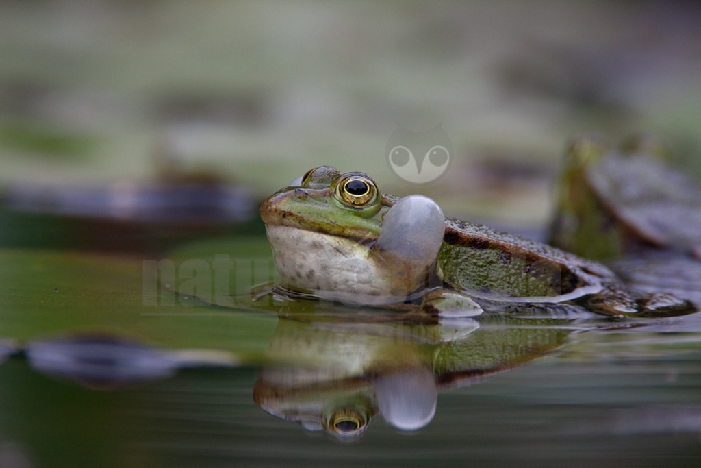 20080530114632-2 | Der Teichfrosch, ungenauer auch Wasserfrosch genannt, gehört innerhalb der Ordnung der Froschlurche zur Familie der Echten Frösche. - Realisiert mit Pictrs.com