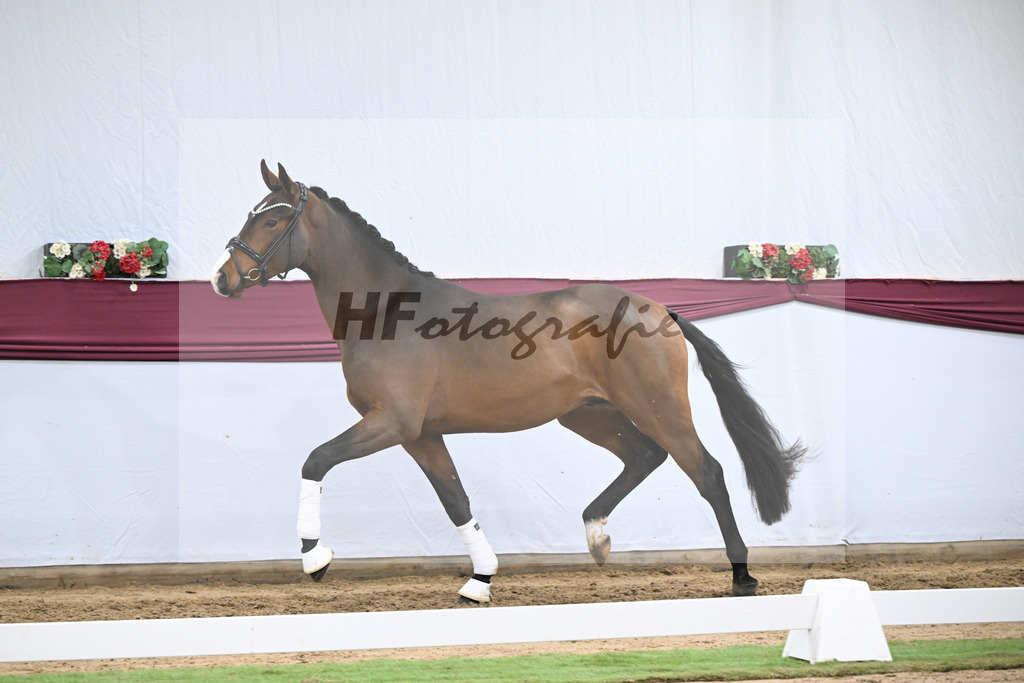 Kat-Nr. 136 Va Bene x Topas_Dr. Dieter Schuele_47254690 | hf-fotografie - Realisiert mit Pictrs.com