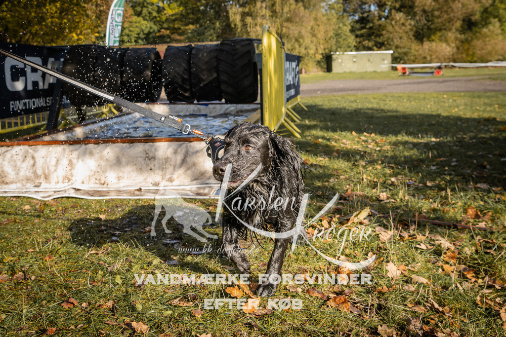 1104_ZZ93160 | kk-dogfotos