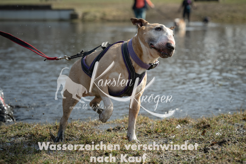 1238_ZZ91183 | kk-dogfotos