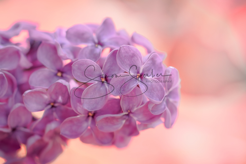 Flieder  | Simone Sperber, svb-photography,Fotografin,Bilddesignerin,Naturfotografie,Macrofotografie,Tierfotografie,Wildtierfotografie,Ausstellungen,Auftragsfotografie,Kunst,Art,Photographer,Shootings,Bildberatbeitung,Galerie,Shop