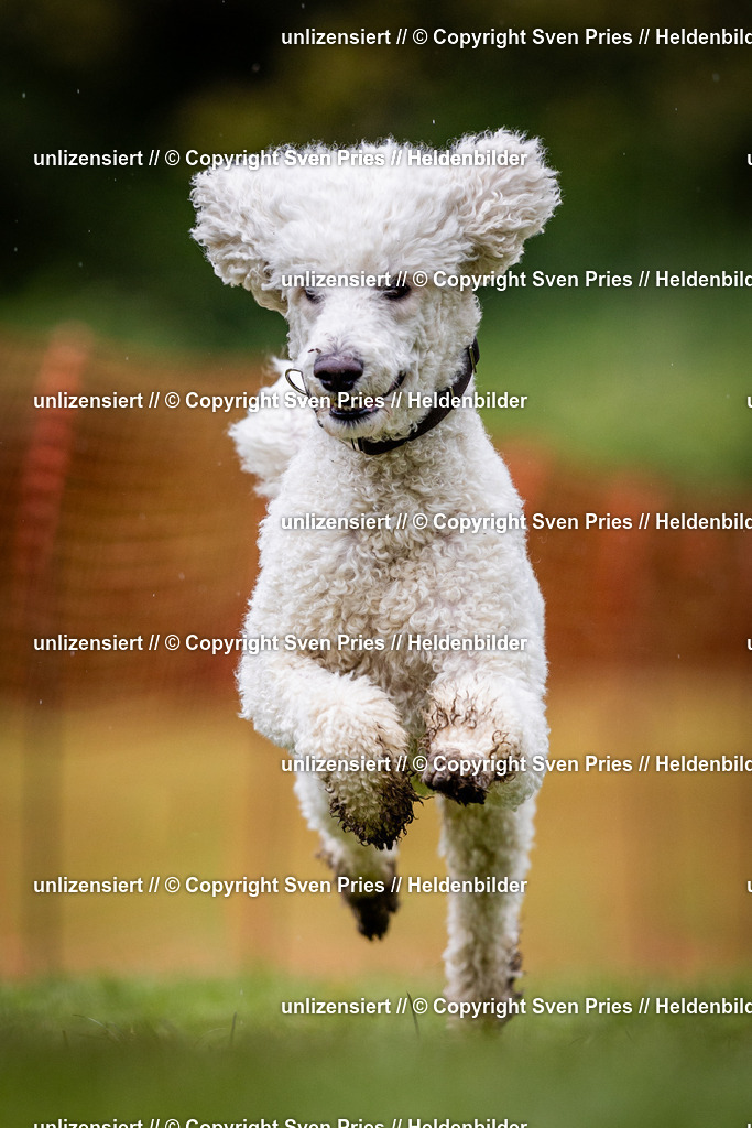 Sven Pries | 2024-04-21 - Hunderennen Baden-Oos
Foto: Sven Pries - Realisiert mit Pictrs.com