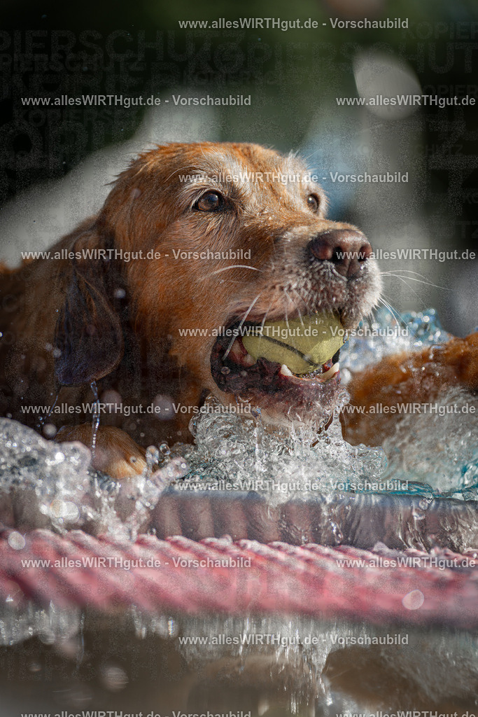 Hundeschwimmen_Volksbad_2026-allesWIRTHgut_Tierfotografie-2609061101-101157-7R509340 | Professionelle Tierfotografie in Mönchengladbach von Daniel Wirth (allesWIRTHgut). Liebevolle & natürliche Bilder von Hunden & Katzen für unvergessliche Erinnerungen.