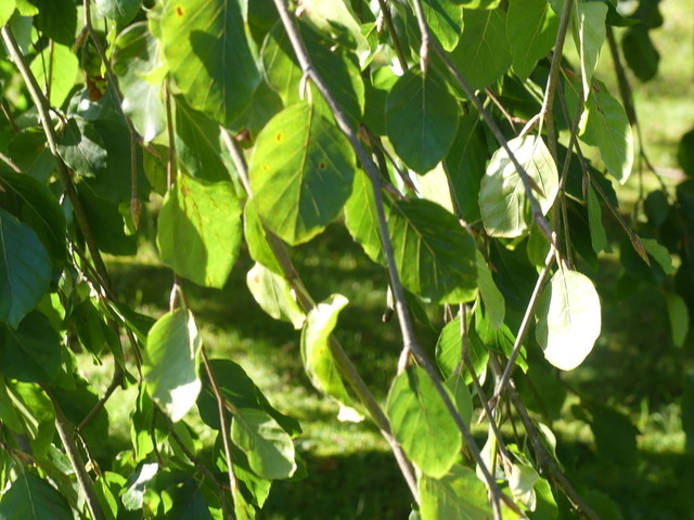 Trauerbuche 3 | Verkauf von Fotos und  Videoclips zumThema Natur.Motive sind Pflanzen, Tiere, Landschaftenund Wetter - Realisiert mit Pictrs.com