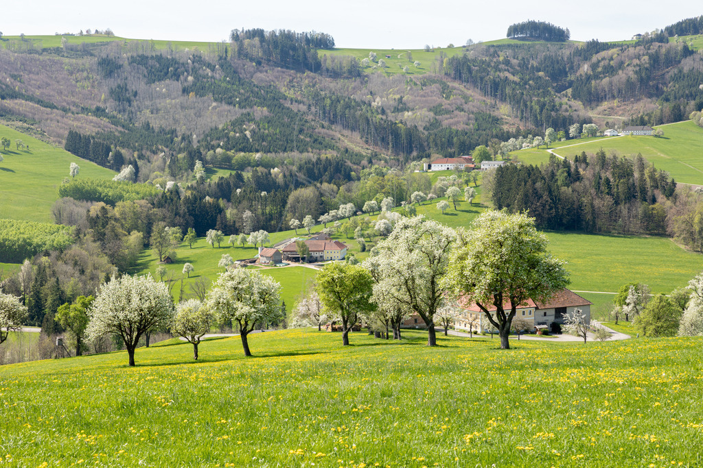 Birnbaumbluete_Mostviertel_2024_Mostdirn_Irmgard_Wieser-8665 | Ihre Fotografin im Lungau, ihre Fotografin im Mostviertel, Wandbilder Onlineshop, Imagefotos für Ihr Unternehmen,  - Realisiert mit Pictrs.com