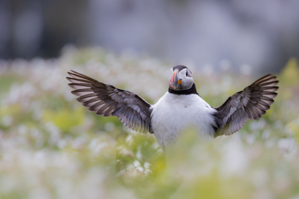 A Warm Welcome | An Atlantic Puffin (Fratercula arctica) raises its wings amid a sea of spring wildflowers on Skomer Island, Wales. Captured in a perfectly balanced pose, the moment combines the bird's charismatic character with the beauty of its breeding habitat.