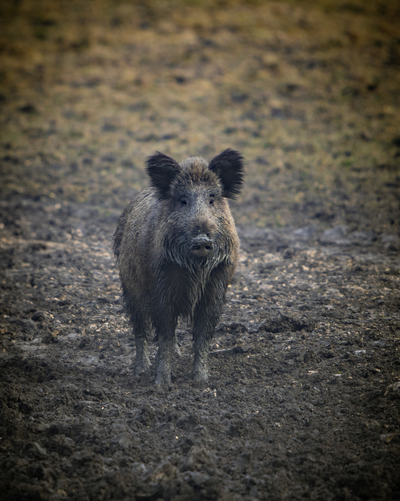 DSC_0916-2 | Ich bin Fotograf aus Neuburg an der Donau und spezialisiere mich auf Wildlife-Fotografie, Landschaftsaufnahmen und Portraits.Ob Hochzeit, Familienbilder oder Naturaufnahmen – ich fange echte Momente ein, die bleiben. 