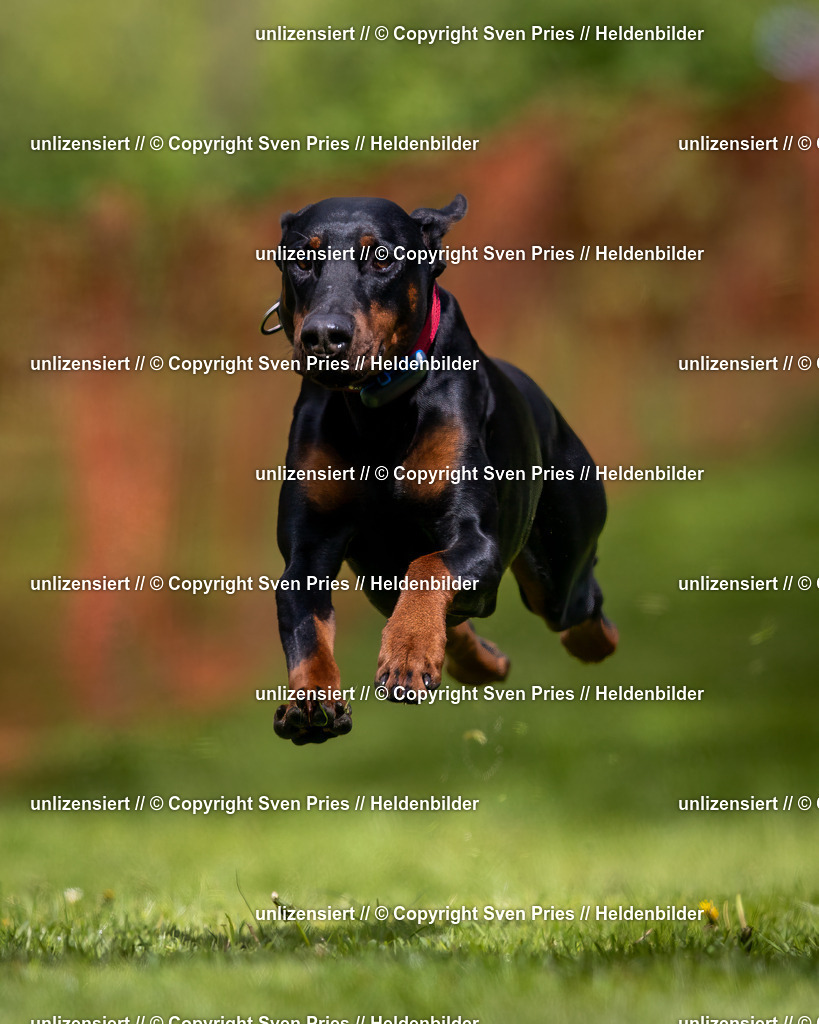 Sven Pries | 2024-04-21 - Hunderennen Baden-Oos
Foto: Sven Pries - Realisiert mit Pictrs.com