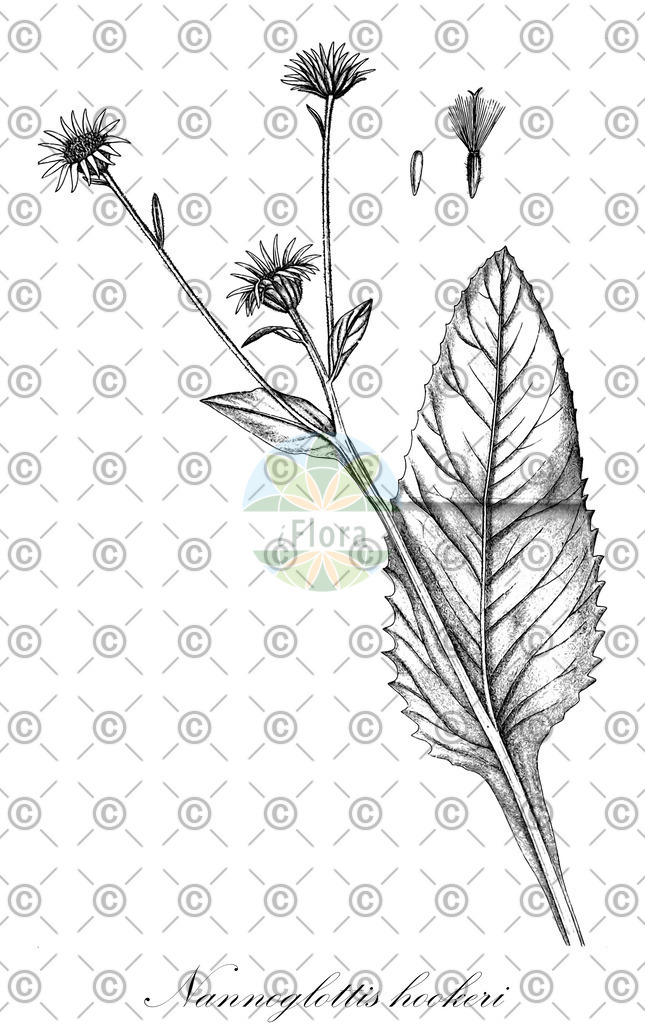 HistAbb_wfo-0001230577_1_ENZY_Simple | Historische Abbildung von Nannoglottis hookeri - Asteraceae | Historical Illustration of Nannoglottis hookeri - Asteraceae