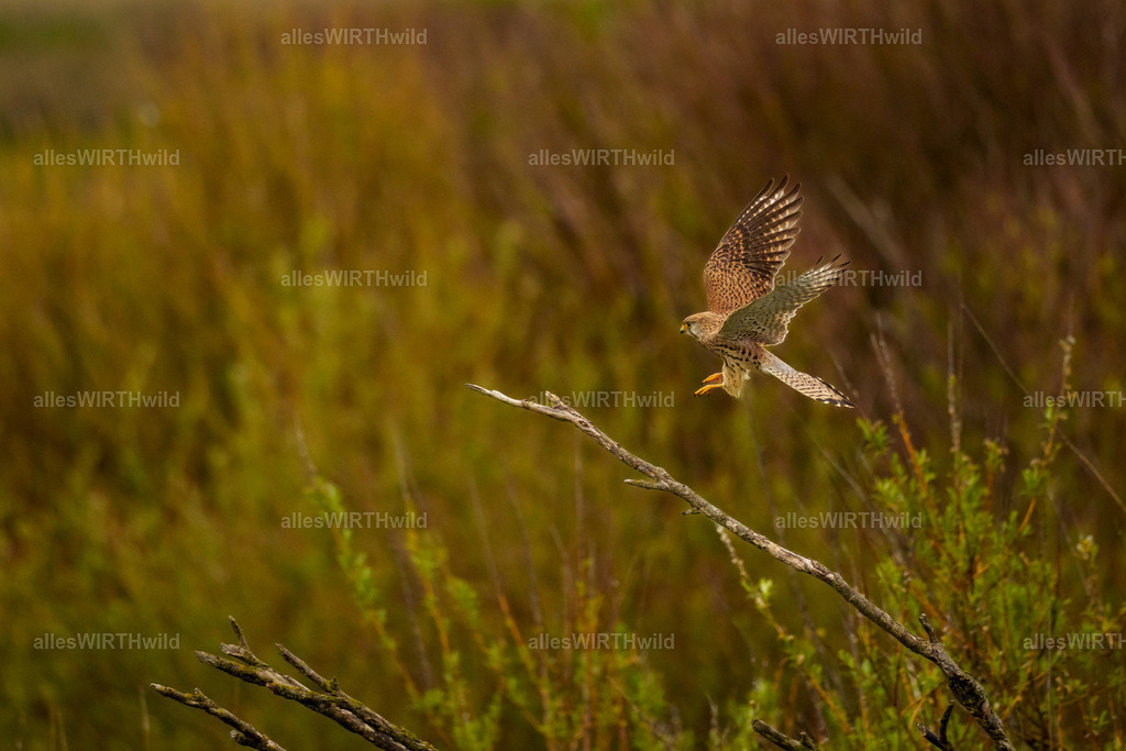 allesWIRTHwild.de - 7IV01250 | Entdecke die faszinierende Welt der Natur- und Wildlife-Fotografie von Daniel und Bärbel. Inspirierende Bilder von wilden Tieren und kleinen Naturwundern.