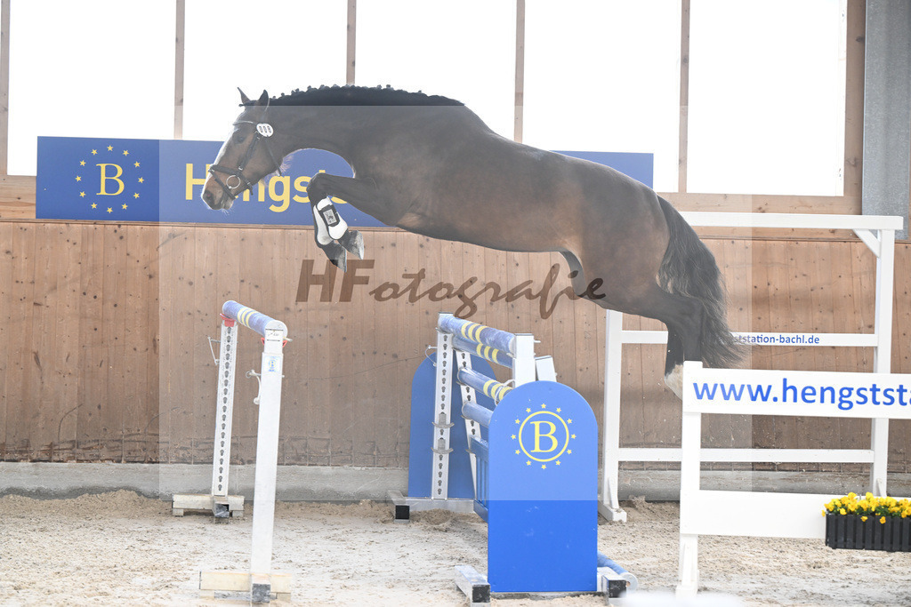 Kat-Nr. 8 Carathella v. Limbothello B_Hoffmeister_14260615 | hf-fotografie - Realisiert mit Pictrs.com