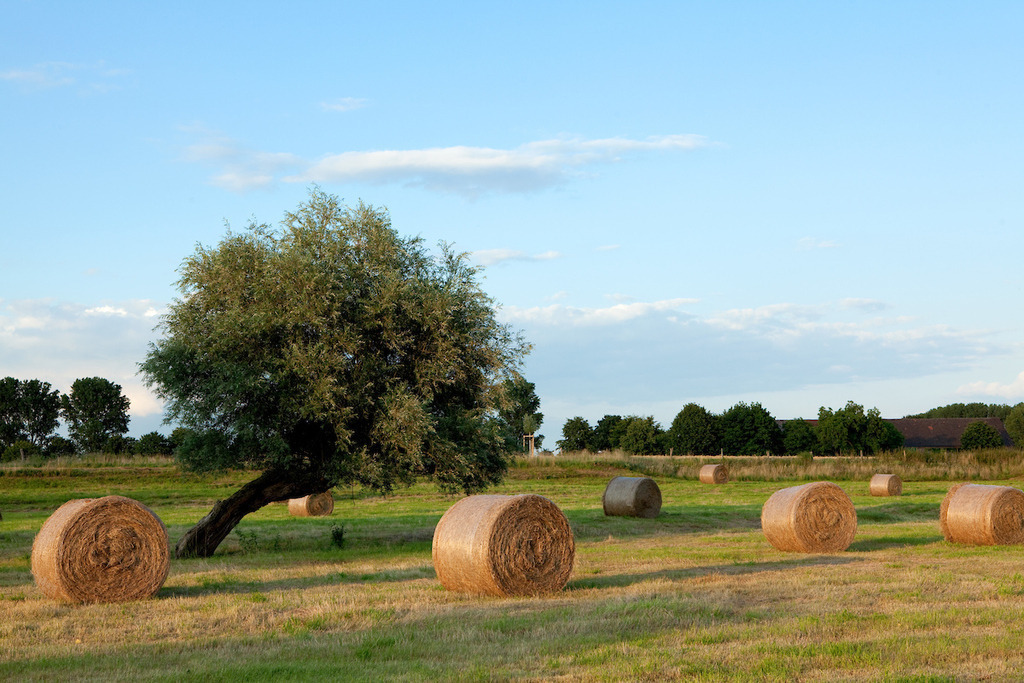 120729-053 | Europa, DEU, Deutschland, Nordrhein Westfalen, NRW, Rheinland, Niederrhein, Wesel - Ginderich, Typische Landschaft, Sommer, Baeume, Kopfweiden, Gruenland, Heuballen, Kategorien und Themen, Natur, Umwelt, Landschaft, Jahreszeiten, Naturschutz, Naturschutzgebiete, Landschaftsschutz, Biotop, Biotope, Landschaftsschutzgebiete, Landschaftsschutzgebiet, Oekologie, Oekologisch, Typisch, Landschaftstypisch, Landschaftspflege

[Fuer die Nutzung gelten die jeweils gueltigen Allgemeinen Liefer-und Geschaeftsbedingungen. Nutzung nur gegen Verwendungsmeldung und Nachweis. Download der AGB unter http://www.image-box.com oder werden auf Anfrage zugesendet. Freigabe ist vorher erforderlich. Jede Nutzung des Fotos ist honorarpflichtig gemaess derzeit gueltiger MFM Liste - Kontakt, Uwe Schmid-Fotografie, Duisburg, Tel. (+49).2065.677997, archiv@image-box.com, www.image-box.com] - Realisiert mit Pictrs.com