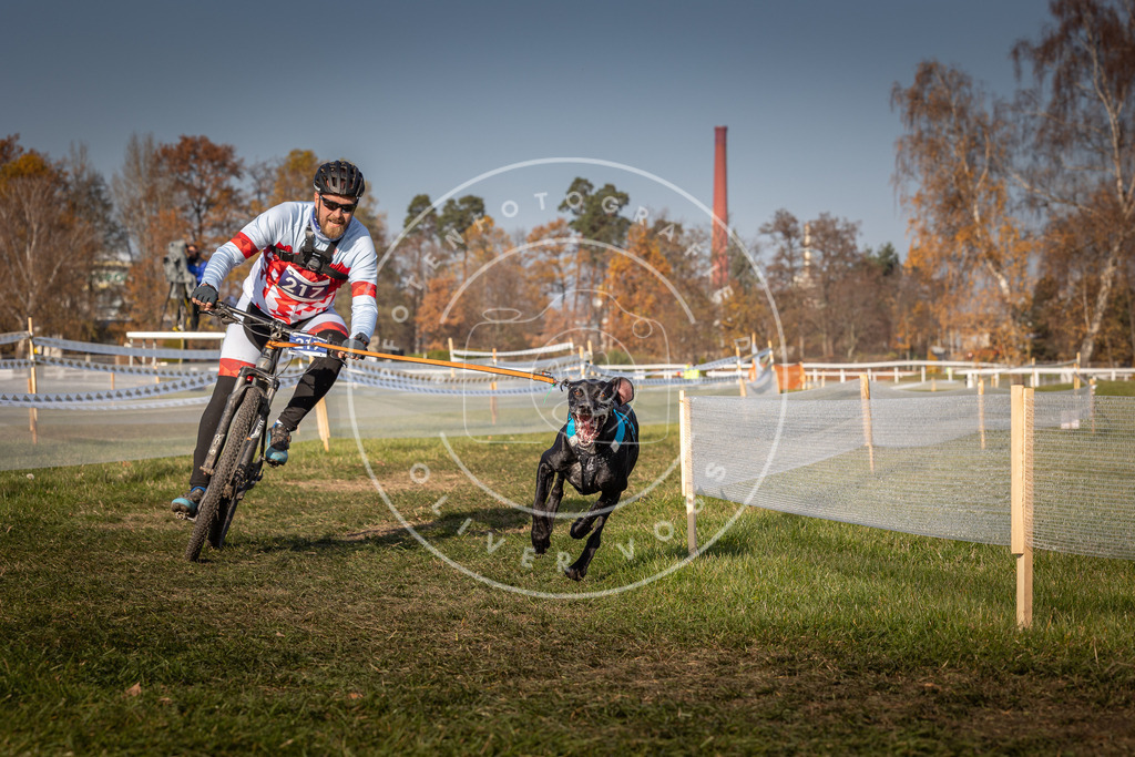 CaniXpix_0L8A7224 | Hundefotografie, Tierfotograf, Pfotenfotografie, Fotoshooting Hund, Hunde Portrait, Hundesport, Hundeportraits, Heideshooting, Hunde, Sportfotograf, Hundefotograf, Turnierhundsport, THS,  - Realisiert mit Pictrs.com