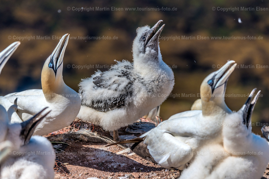 Helgoland Bastölpel_ELS_3361030818 | Helgoland - Aufnahmedatum: 03.08.2018, Aufnahmehöhe:  m, Koordinaten:  - , Bildgröße: 8256 x  5504 Pixel - Copyright 2018 by Martin Elsen, Kontakt: Tel.: +49 157 74581206, E-Mail: info@schoenes-foto.deSchlagwörter:Schleswig-Holstein,Landkreis Pinneberg,Düne,Hochseeinsel,Börteboote,Meer,Küste,Halunder,Oberland,Unterland,Strand,Seehunde,Robben,Lange Anna,Felsen,Roter Felsen,Luftbild,Luftbilder,Bastölpel - Realisiert mit Pictrs.com