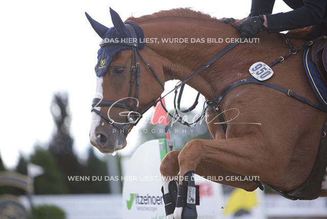 1J2A4941Claas Hermann Romeike_ Unikat 39_ Kn950_ Havekost | Foto- und Videografie für alles rund ums Pferd. Hochwertige Bilder und Videos vom Spring- und Dressurreiten, Voltigieren & mehr. Jetzt aktuelle Veranstaltungen und Preise im Shop ansehen. - Realisiert mit Pictrs.com