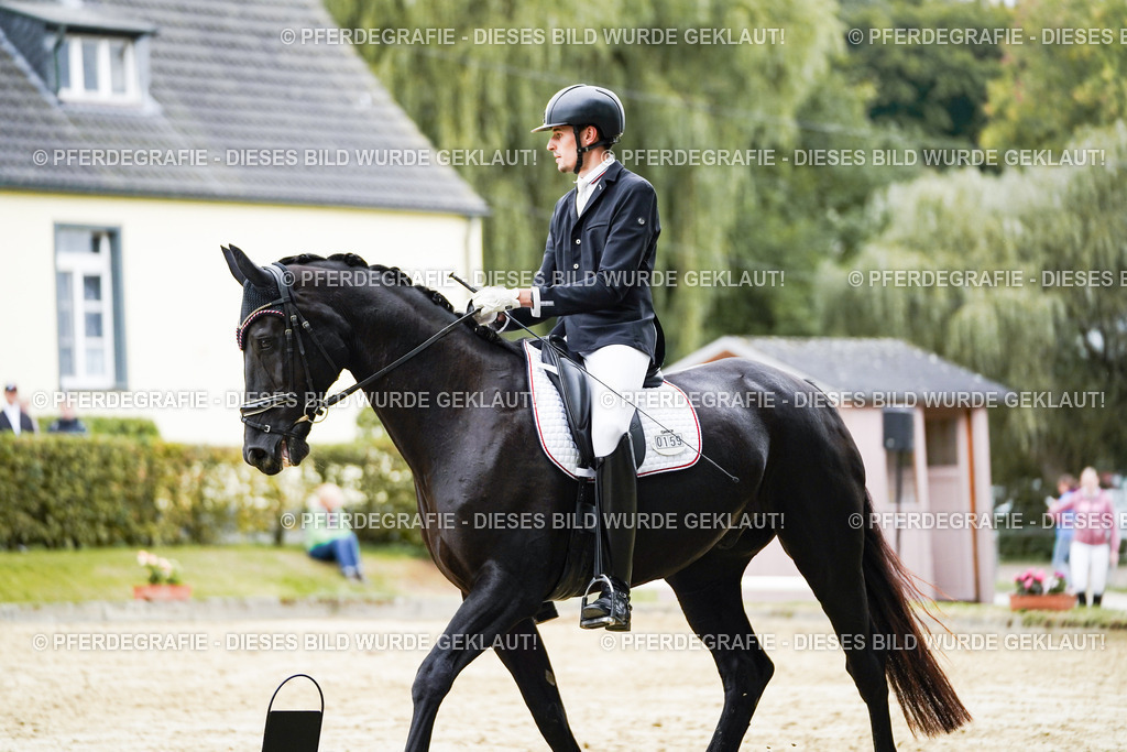 DSC09342 | Pferdegrafie