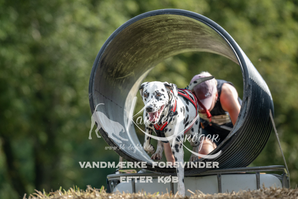 0932_ZZ90577 | kk-dogfotos