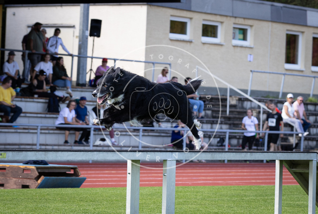 Pfotenfotografie_DV3A9702 | Hundefotografie, Tierfotograf, Pfotenfotografie, Fotoshooting Hund, Hunde Portrait, Hundesport, Hundeportraits, Heideshooting, Hunde, Sportfotograf, Hundefotograf, Turnierhundsport, THS,  - Realisiert mit Pictrs.com