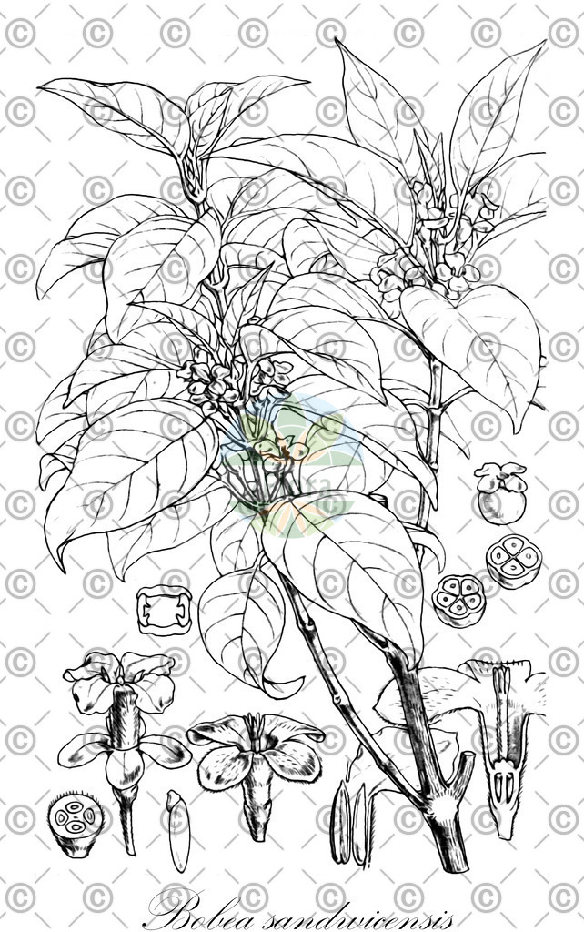 HistAbb_wfo-0000567114_1_ENZY_Simple | Historische Abbildung von Bobea sandwicensis - Rubiaceae | Historical Illustration of Bobea sandwicensis - Rubiaceae