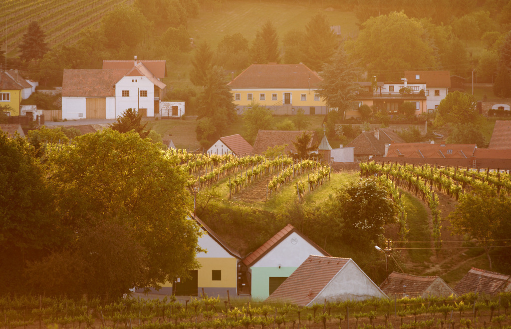 Weinberg mit Kellergasse | Falkenstein, Austria - May 26, 2012: Weinberg mit Kellergasse. - Realisiert mit Pictrs.com