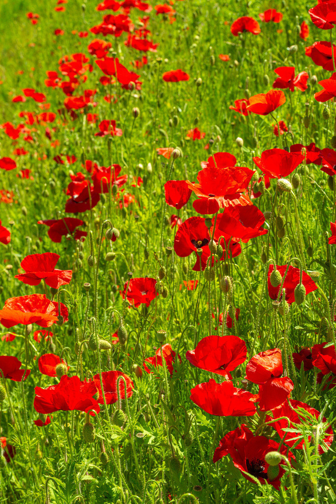 2022_06_03_MOHN_DSC3215 | Hochwertig gedruckte Fotografien für die Wand, als Kalender und zum Verschenken. Hamburg & Norddeutschland und überall wo ich mit der Kamera unterwegs war.