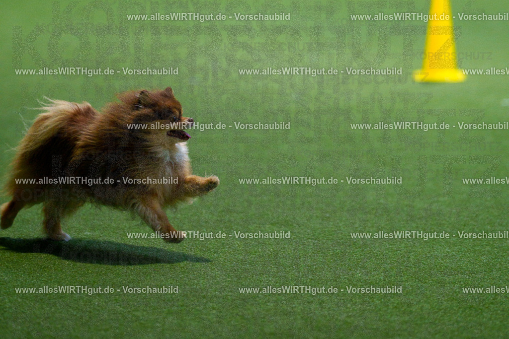 7R506823 | Professionelle Tierfotografie in Mönchengladbach von Daniel Wirth (allesWIRTHgut). Liebevolle & natürliche Bilder von Hunden & Katzen für unvergessliche Erinnerungen.