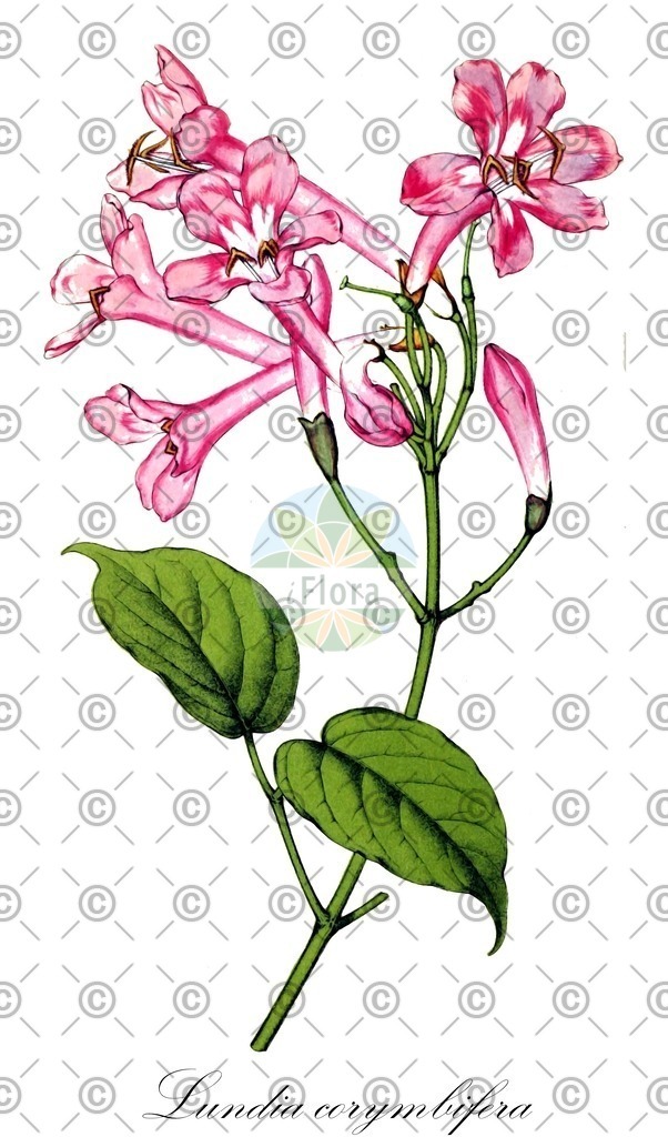 HistAbb_wfo-0001196454_1_ENZY_Simple | Historische Abbildung von Lundia corymbifera - Bignoniaceae | Historical Illustration of Lundia corymbifera - Bignoniaceae