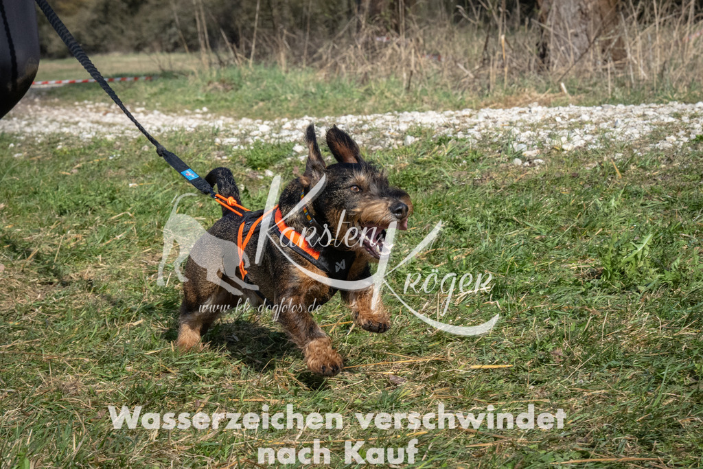 0931_ZZ93869 | kk-dogfotos