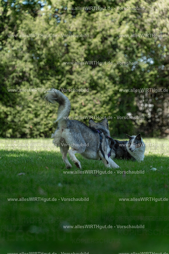 Hundeschwimmen_Volksbad_2026-allesWIRTHgut_Tierfotografie-2609061327-7R500822 | Professionelle Tierfotografie in Mönchengladbach von Daniel Wirth (allesWIRTHgut). Liebevolle & natürliche Bilder von Hunden & Katzen für unvergessliche Erinnerungen.