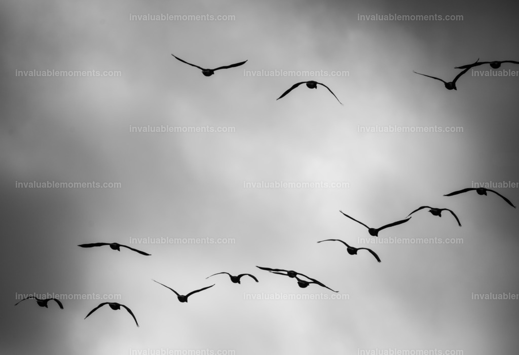 DSC_2393 | invaluablemoments.com - Realisiert mit Pictrs.com