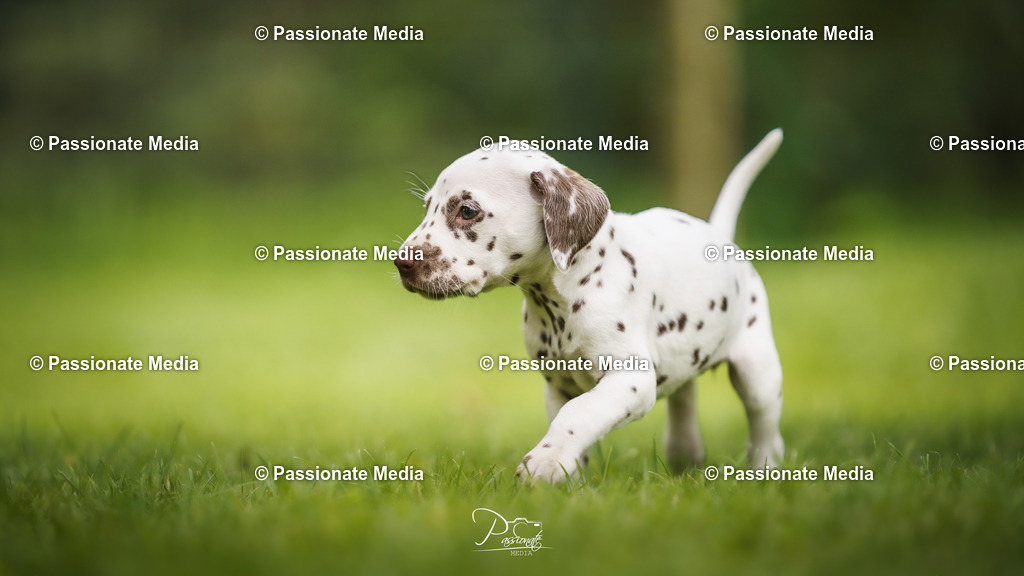 DSC05036 | Passionate Media, dein Fotograf aus Brandenburg, Märkisch Oderland, im Bereich Motorsport, Autos und Motorräder sowie Events und auch Hunde. Shootings oder auch Eventbegleitungen können bei mir gebucht we