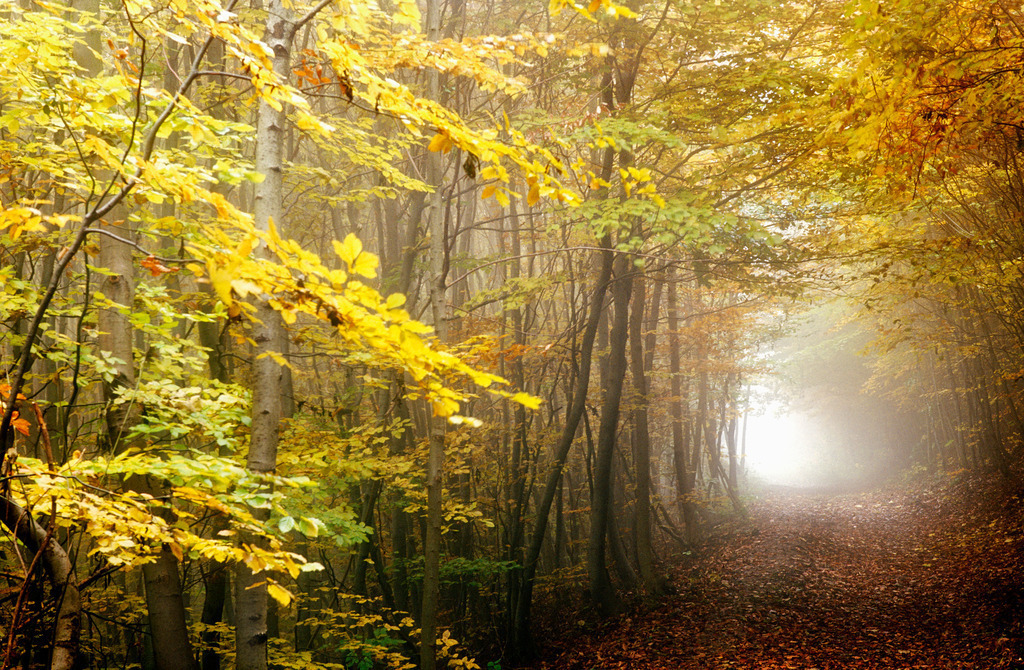 Weg durch einen Herbstlicher Wald | Wien, Austria - October 28, 2009: Weg durch einen Herbstlicher Wald. - Realisiert mit Pictrs.com