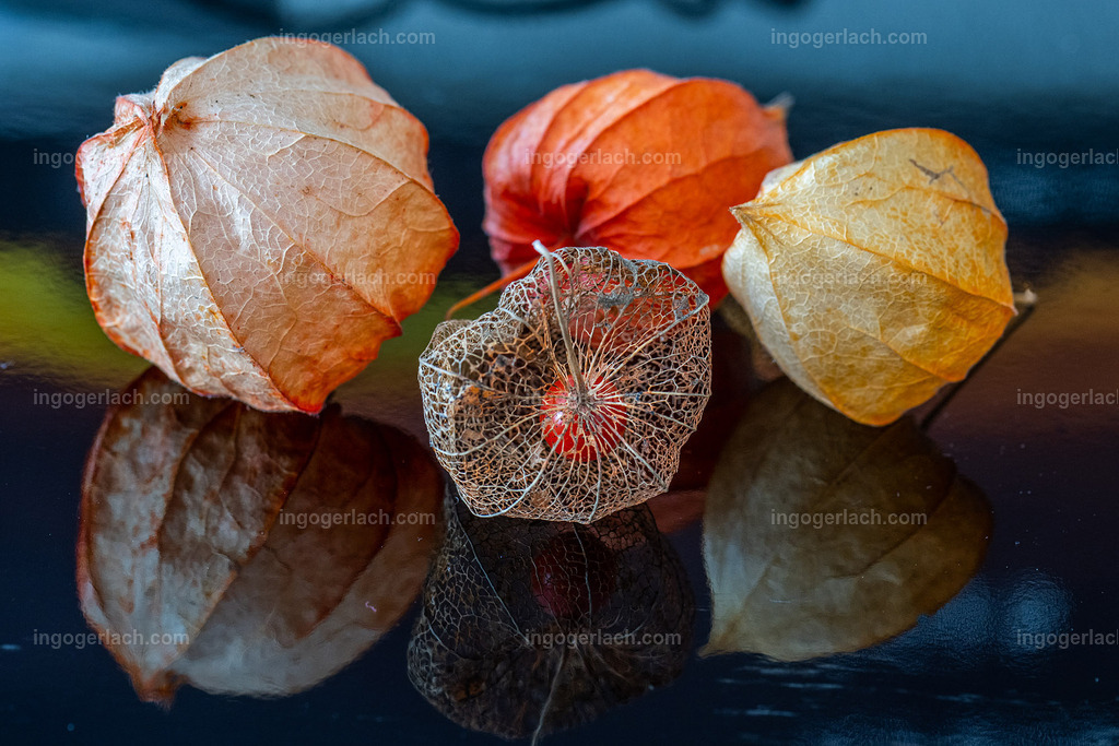 Physalis - Kunstwerk der Natur | Die Ballonblume ist ein wunderschönes und filigranes Wunder der Natur