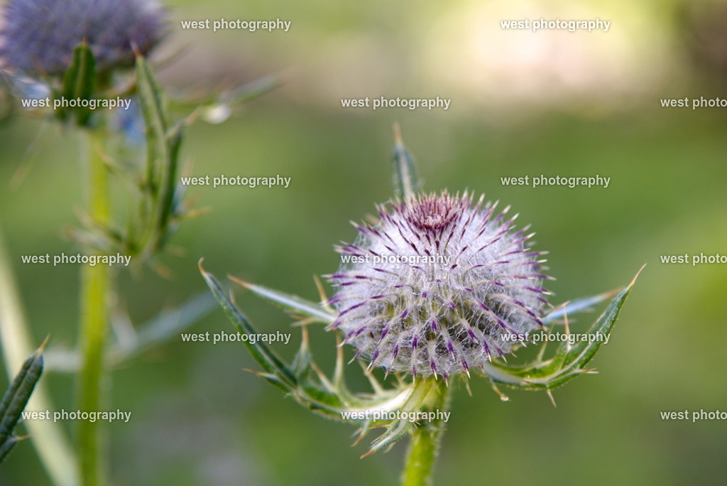 Distel - 2017 SUI | west photography - Realisiert mit Pictrs.com