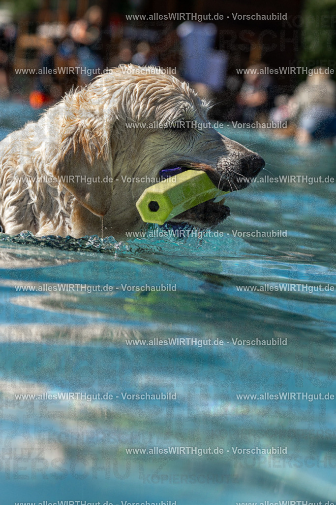 Hundeschwimmen_Volksbad_2026-allesWIRTHgut_Tierfotografie-2609061250-FAY06578 | Professionelle Tierfotografie in Mönchengladbach von Daniel Wirth (allesWIRTHgut). Liebevolle & natürliche Bilder von Hunden & Katzen für unvergessliche Erinnerungen.
