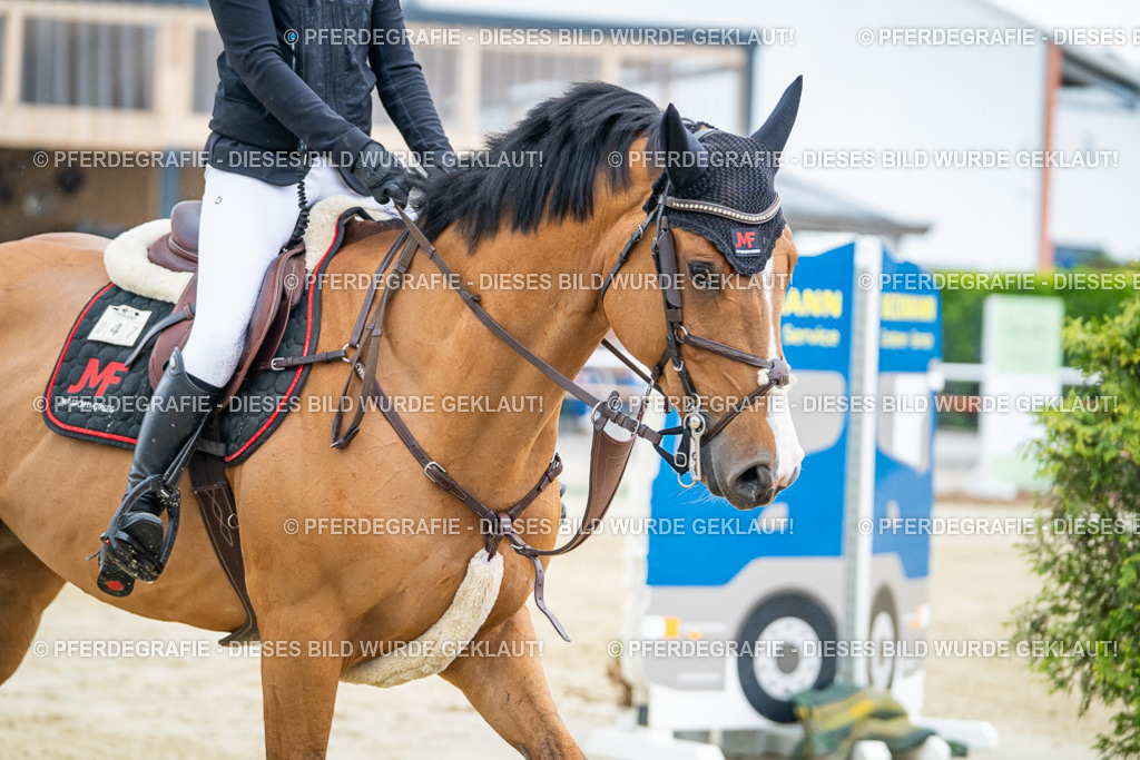 DSC01930 | Pferdegrafie