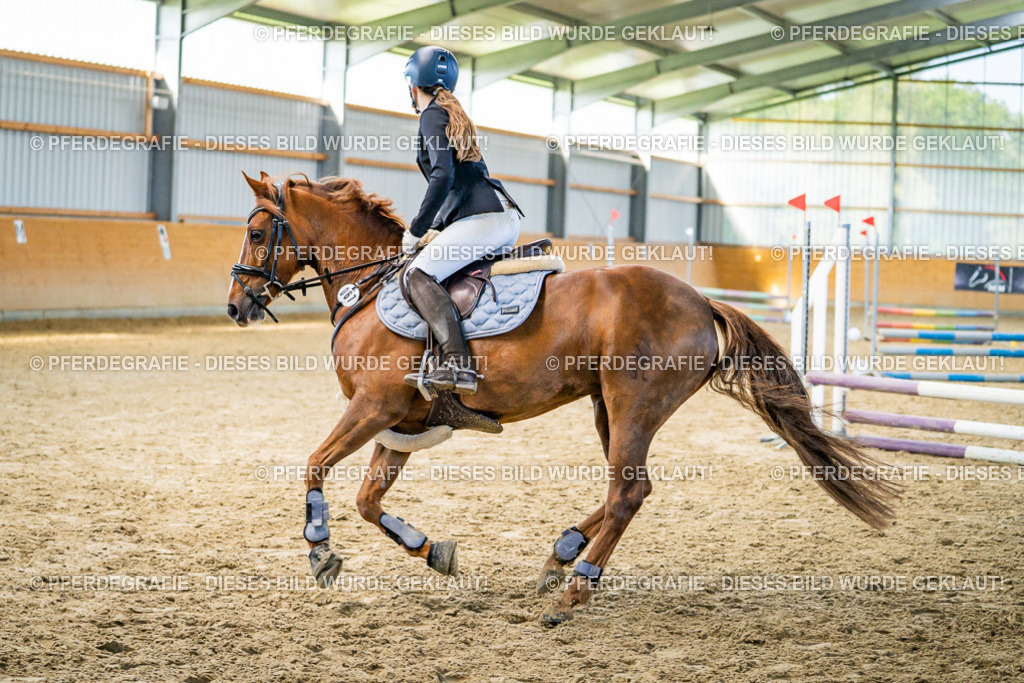 DSC01093 | Pferdegrafie