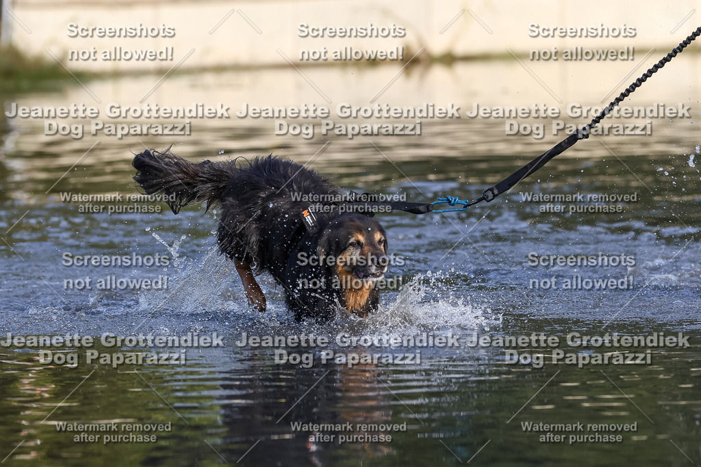 Dog Paparazzi - Strongdog 10-25-8419 | Dog Paparazzi Jeanette Grottendiek Fotografie & Videografie - Realisiert mit Pictrs.com