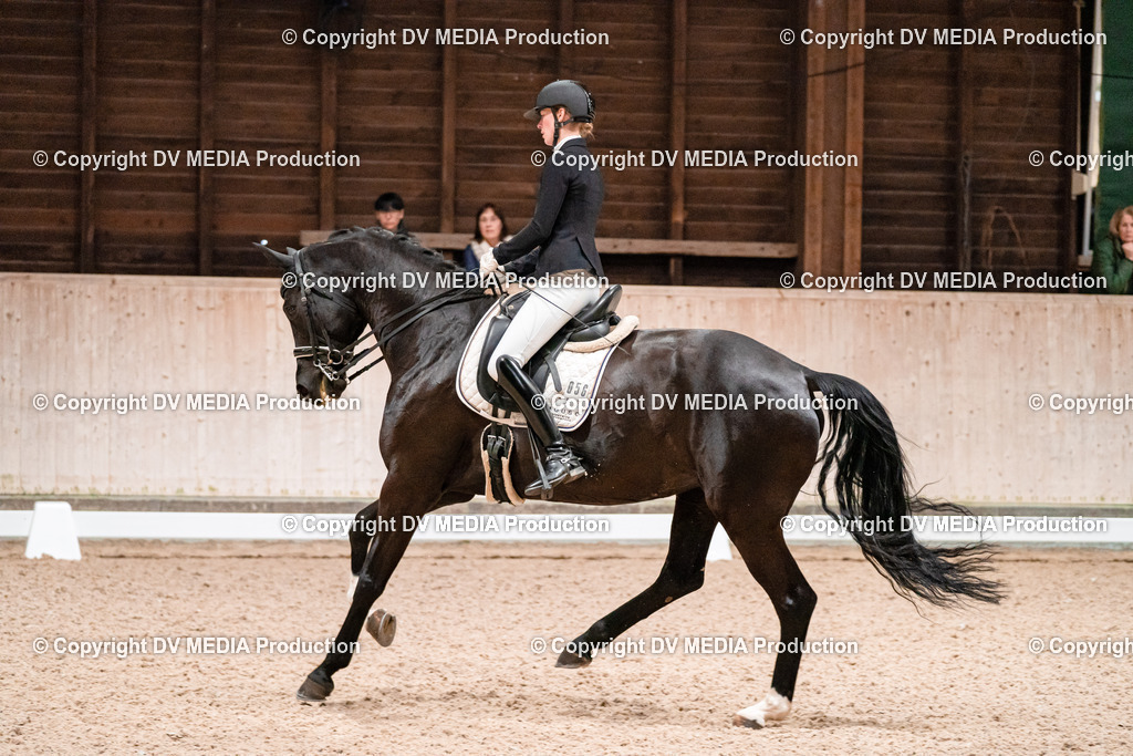 Dressur Tag 2-701 | dv-media-shop - Realisiert mit Pictrs.com